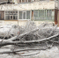 В Брянске на ребенка упал огромный сук - ИА Наш Брянск.ru