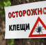 В Брянске кровожадные клещи покусали 125 детей - ИА Наш Брянск.ru