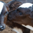 https://cdn12.picryl.com/photo/2016/12/31/calf-farm-place-animals-1f9f66-1024.jpg - ИА Наш Брянск.ru