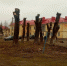 В Брянске жители поблагодарили коммунальщиков за обрезку тополей - Газета Брянские новости