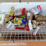 В Брянске продукты из «тележек добра» поступили по назначению - Брянская Учительская газета