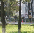 В Брянске водители убрали упавшее на дорогу дерево - БрянскToday.Ru