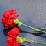 https://tengrinews.kz/userdata/news/2019/news_379796/photo_293995.jpg - ИА Наш Брянск.ru