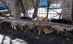 В Брянске бродячие собаки обосновались на теплотрассе возле двух детских садиков
