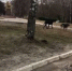 Собаки захватили территорию у губернаторского дворца имени Гагарина в Брянске - Телеканал Городской