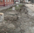 В Брянске у кинотеатра «Салют» спилили огромные деревья - Телеканал Городской