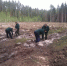 Благоустройство пригородных лесов в Карачевском лесничестве - Управление лесами