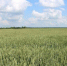 Стародубские аграрии во всеоружии приступят к жатве - БрянскToday.Ru