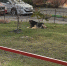 В Брянске на улице Романа Брянского притаились лохматые бандиты - Газета Брянские новости