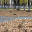 Центральный сквер во втором по величине городе Брянской области утопает в мусоре - БрянскНОВОСТИ.RU