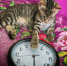Кот: гороскоп - Vbryanske.Com