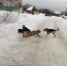 В посёлке Большое Полпино стая бродячих собак напала на поросёнка - ИА Наш Брянск.ru