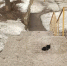 На лестнице по улице Романа Брянского притаилась опасность - Телеканал Городской