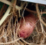 В парке «Зарядье» Москвы растёт брянский картофель - Брянская Учительская газета