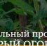Жители Брянской области смогут принять участие в социальном проекте «Добрый огород» - Брянская Учительская газета