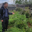Брянские полицейские уничтожили 33 очага конопли и мака - Телеканал Городской