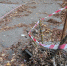 Жители улицы Костычева в Брянске жалуются на опасные люки на тротуаре - Брянская улица
