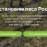 Волонтеры и экологисты Брянщины могут получить премию за помощь в восстановлении лесов - Газета Деснянская правда