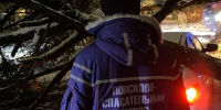 После метели в Брянске упало более 20 деревьев - Сетевое издание Новости Брянска