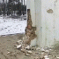 «Ворота» в Климово рассыпаются: жители требуют восстановить стелу - Сетевое издание Новости Брянска