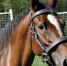 Новые ветправила по содержанию лошадей в РФ: что изменится с 1 марта 2025 года? - Центр охраны здоровья животных