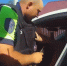 На «февральские» брянские отделы ГИБДД изменят график работы - БрянскToday.Ru