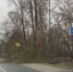 Под Брянском дерево рухнуло на проезжую часть - БрянскToday.Ru