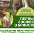 16 августа - Международный день бездомных животных - Брянский рабочий