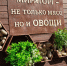 «Мираторг» расширяет горизонты: амбициозный картофельный проект в Брянской области на 56 тысяч тонн в год - Департамент сельского хозяйства