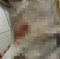 Полиция начала проверку по факту гибели собаки в Брянском районе - БрянскНОВОСТИ.RU
