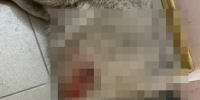 Полиция начала проверку по факту гибели собаки в Брянском районе - БрянскНОВОСТИ.RU