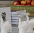 В Брянске презентовали книгу по итогам конкурса «ПРОгород» - БрянскToday.Ru