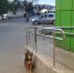 В брянской Унече восьмилетнего мальчика, катавшегося на велосипеде, укусила за ногу собака - Комсомольская Правда