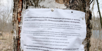 Богомаз: ни одно дерево в Брянске не уничтожили «просто так» - БрянскToday.Ru