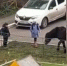 Лошадь атаковала ребенка в Володарке - Брянская улица