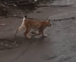 В Брянске заметили гуляющую по городу рысь
