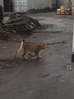В Брянске заметили гуляющую рысь