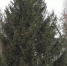 В Брянск привезли главную городскую елку - Телеканал Городской