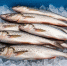 Улов рыбы и морепродуктов в Черном и Азовском морях увеличился на 25% за последний год - Ракурс 32