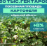 Основным локомотивом брянского АПК остается картофель - БрянскНОВОСТИ.RU