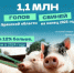 Поголовье свиней на Брянщине превысило 1,1 миллион голов - ИА Наш Брянск.ru