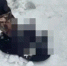 Под Брянском 18-летнему парню отрезало голову поездом - Брянская улица