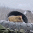 Брянский эксперт: началось то, чего боялись в Киеве - Газета Брянские новости