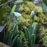 Брянцев предупредили о тюремных сроках за сорванные подснежники - БрянскToday.Ru