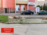 В Клинцах проведут плановый отлов безнадзорных животных