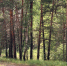 В Брянской области с 6 апреля вводится пожароопасный сезон - БрянскToday.Ru