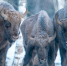 Заповедник «Брянский лес» завершил сезон экскурсий к зубрам - БрянскНОВОСТИ.RU
