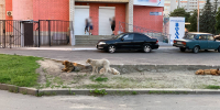 В Брянске собака укусила 9-летнюю девочку за лицо - БрянскToday.Ru