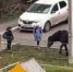 В Брянске с хозяина напавшей на ребёнка лошади взыскали 30 тысяч рублей - Газета Брянские новости