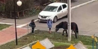 В Брянске с хозяина напавшей на ребёнка лошади взыскали 30 тысяч рублей - Газета Брянские новости